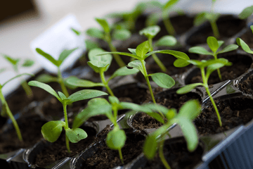 EN GUIDE TIL INDENDØRSSÅNING I FORÅRET