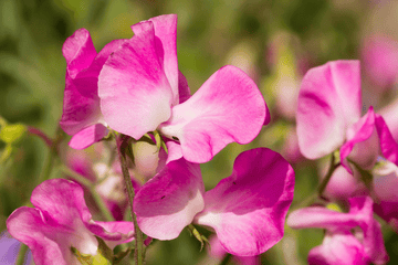 SÅDAN SÅR JEG ÆRTEBLOMSTER I DRIVHUSET OM EFTERÅRET