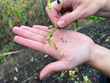 TIPS TIL HØST AF BLOMSTERFRØ