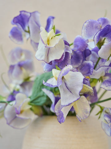 Ærteblomst 'Blue Ripple' Seed