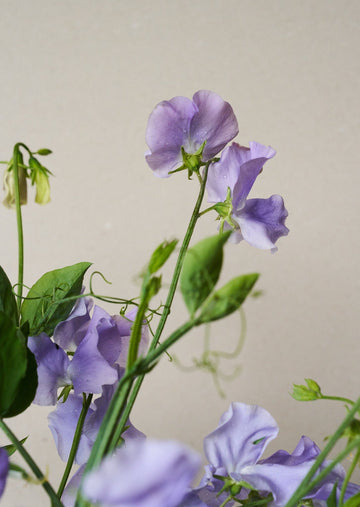 Ærteblomst 'Charlie's Angel' Seed