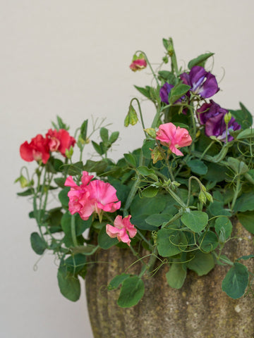 Ærteblomst 'Little Sweetheart' Seed