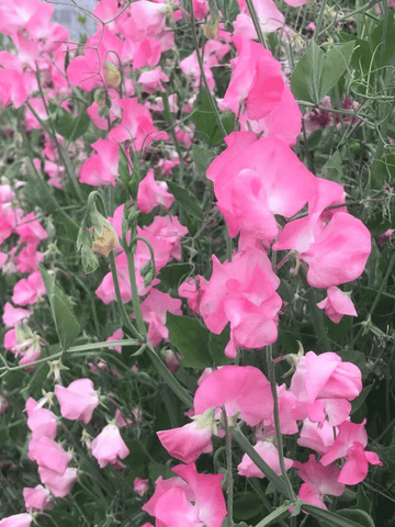 Ærteblomst 'Mrs. R. Bolton' Seed