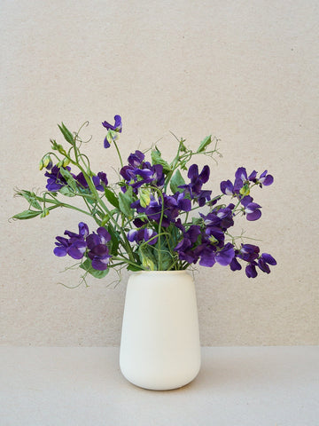Ærteblomst 'Navy Blue King Size' (Copy) Seed