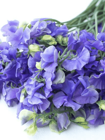 Ærteblomst 'Noel Sutton' Seed