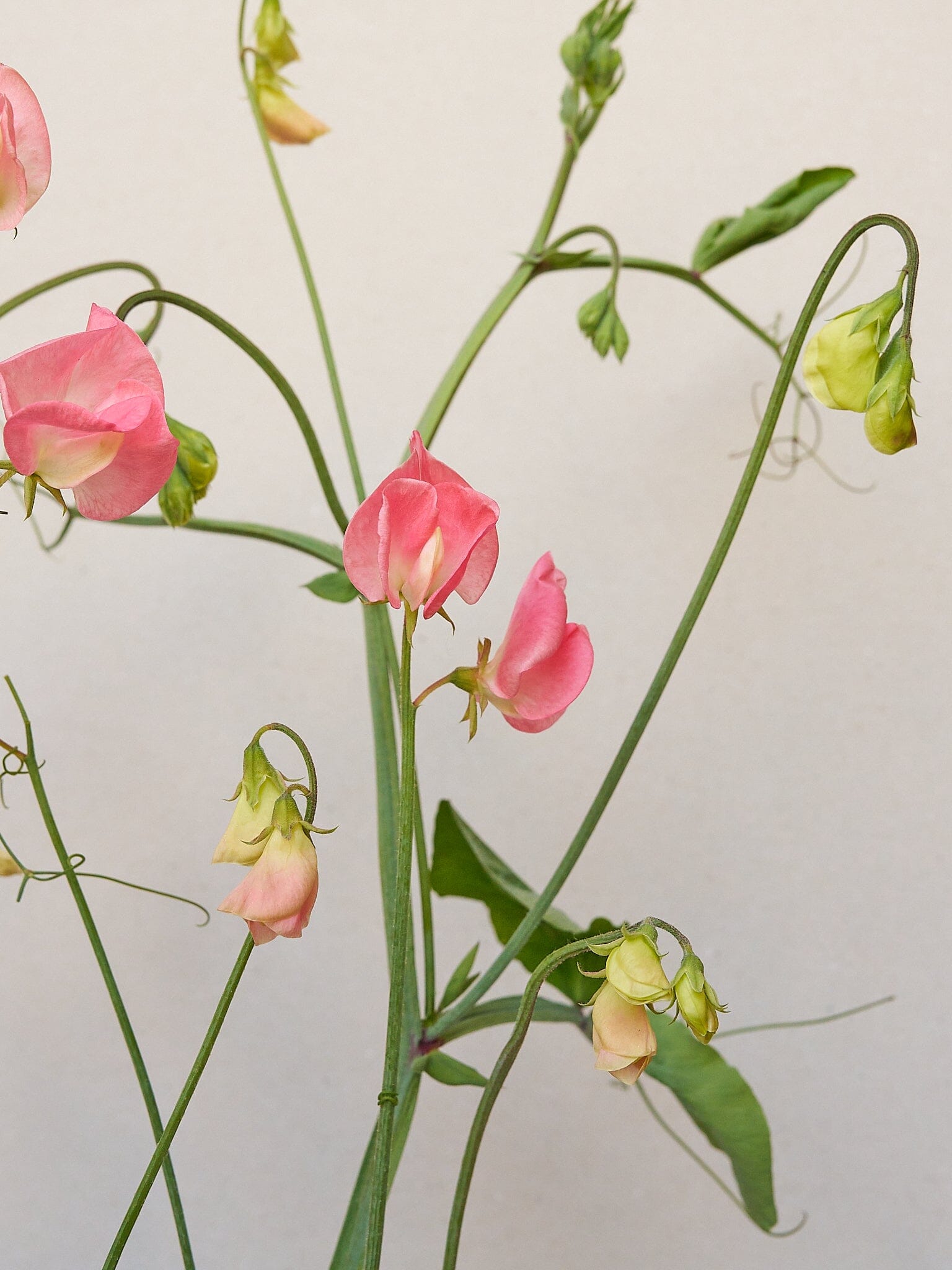 Ærteblomst 'Princess Elisabeth' Seed