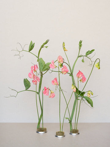 Ærteblomst 'Princess Elisabeth' Seed