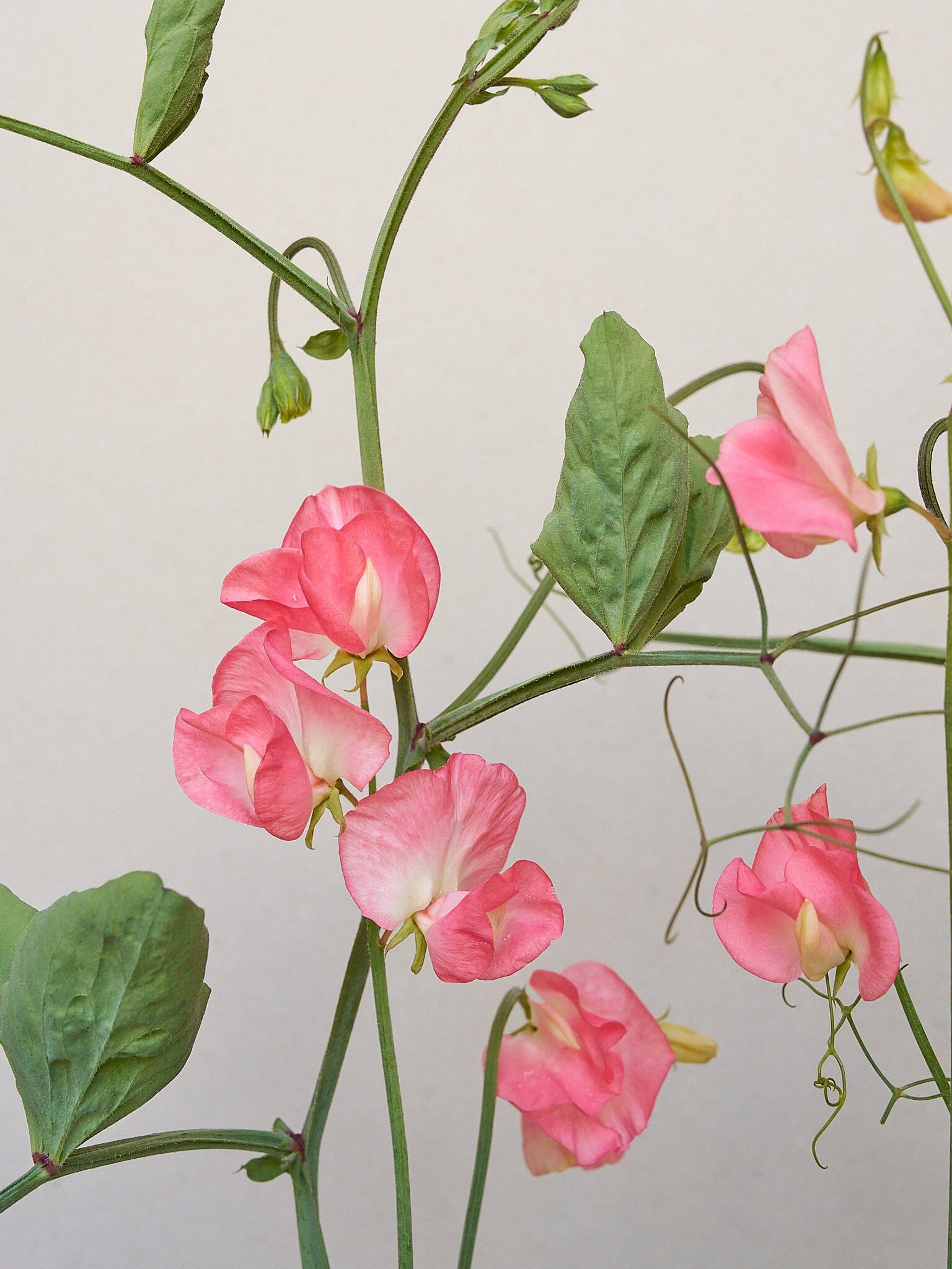 Ærteblomst 'Princess Elisabeth' Seed