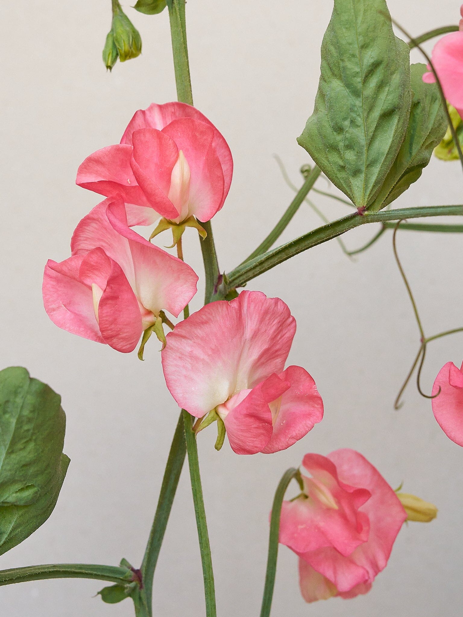 Ærteblomst 'Princess Elisabeth' Seed