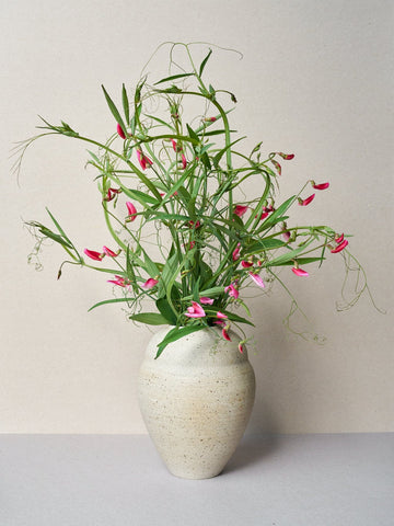 Ærteblomst 'Tingitanus roseus' Seed