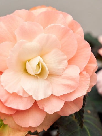 Begonia 'Light Pink Shades' Seed