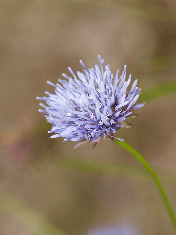 Blåmunke Seed