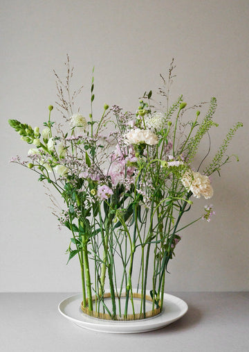 Blomsterfakir 'Hanataba' Stor