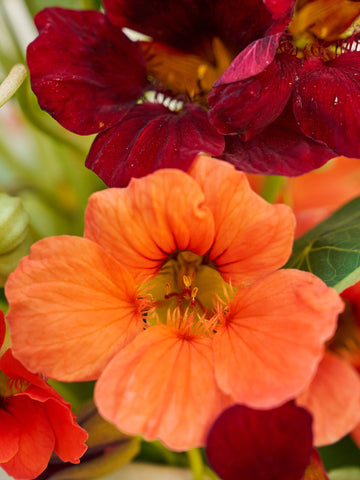 Blomsterkarse 'Sahin’s Rumba' Seed