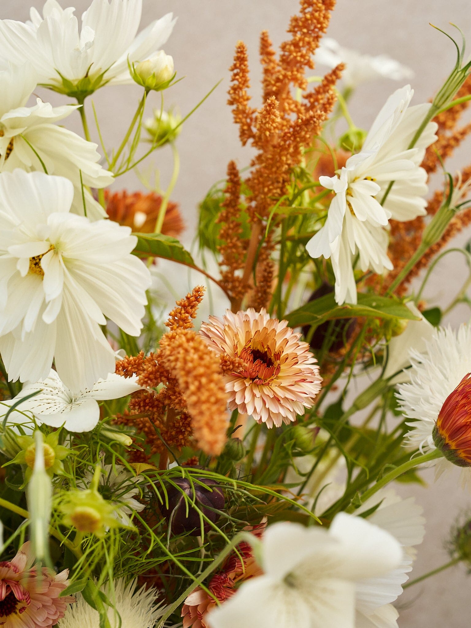 Buket 2024 'Saint Tropez' Seed