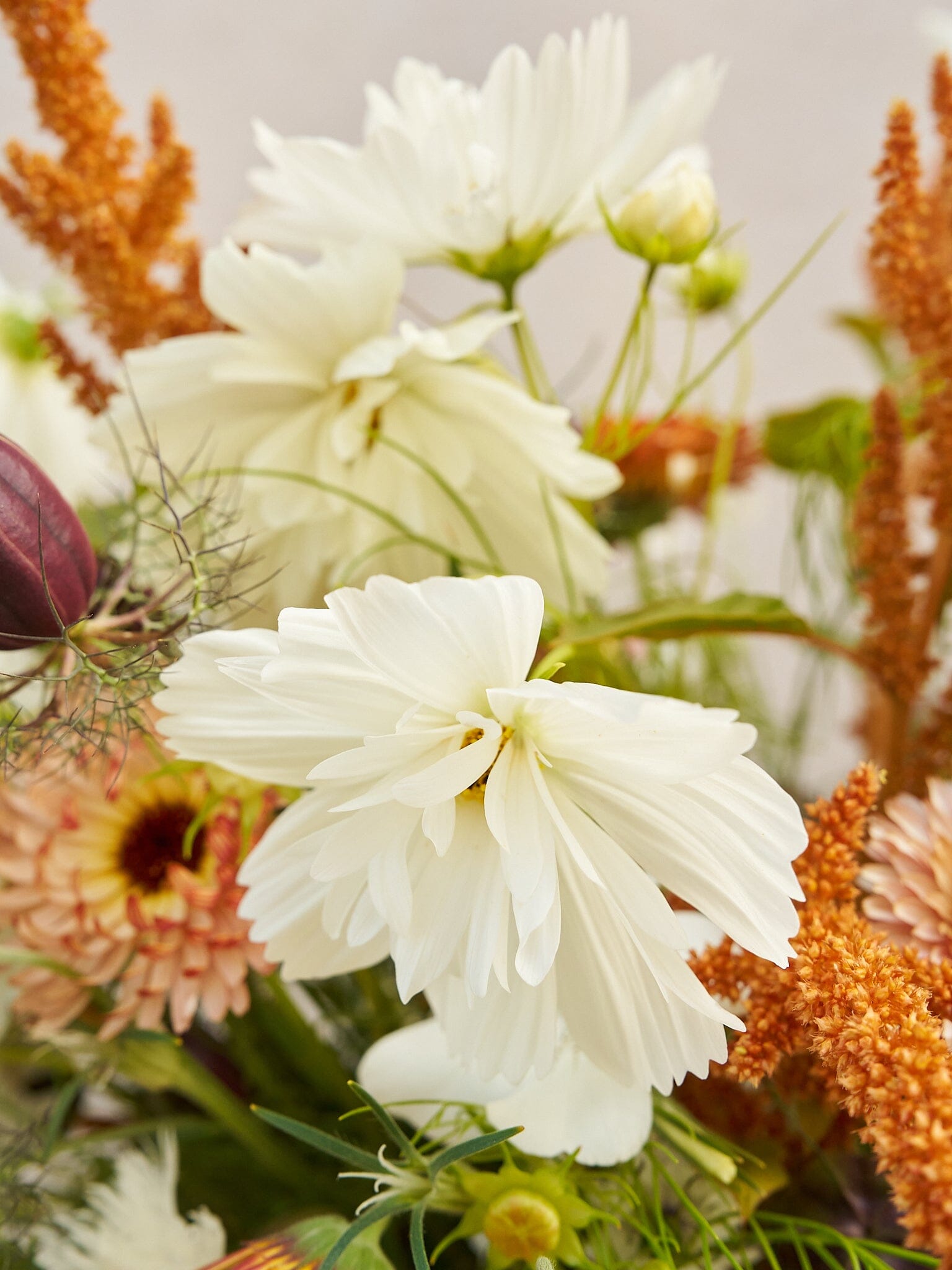 Buket 2024 'Saint Tropez' Seed