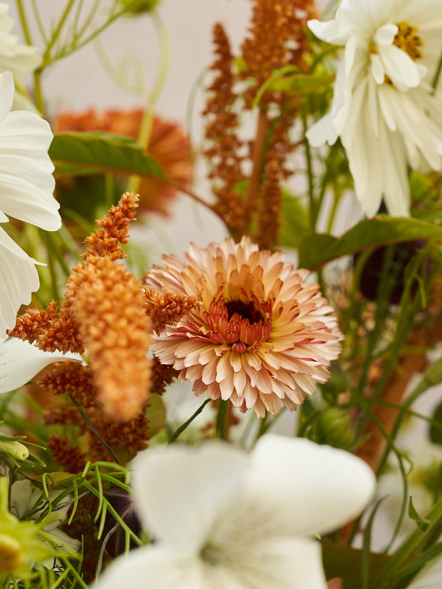 Buket 2024 'Saint Tropez' Seed