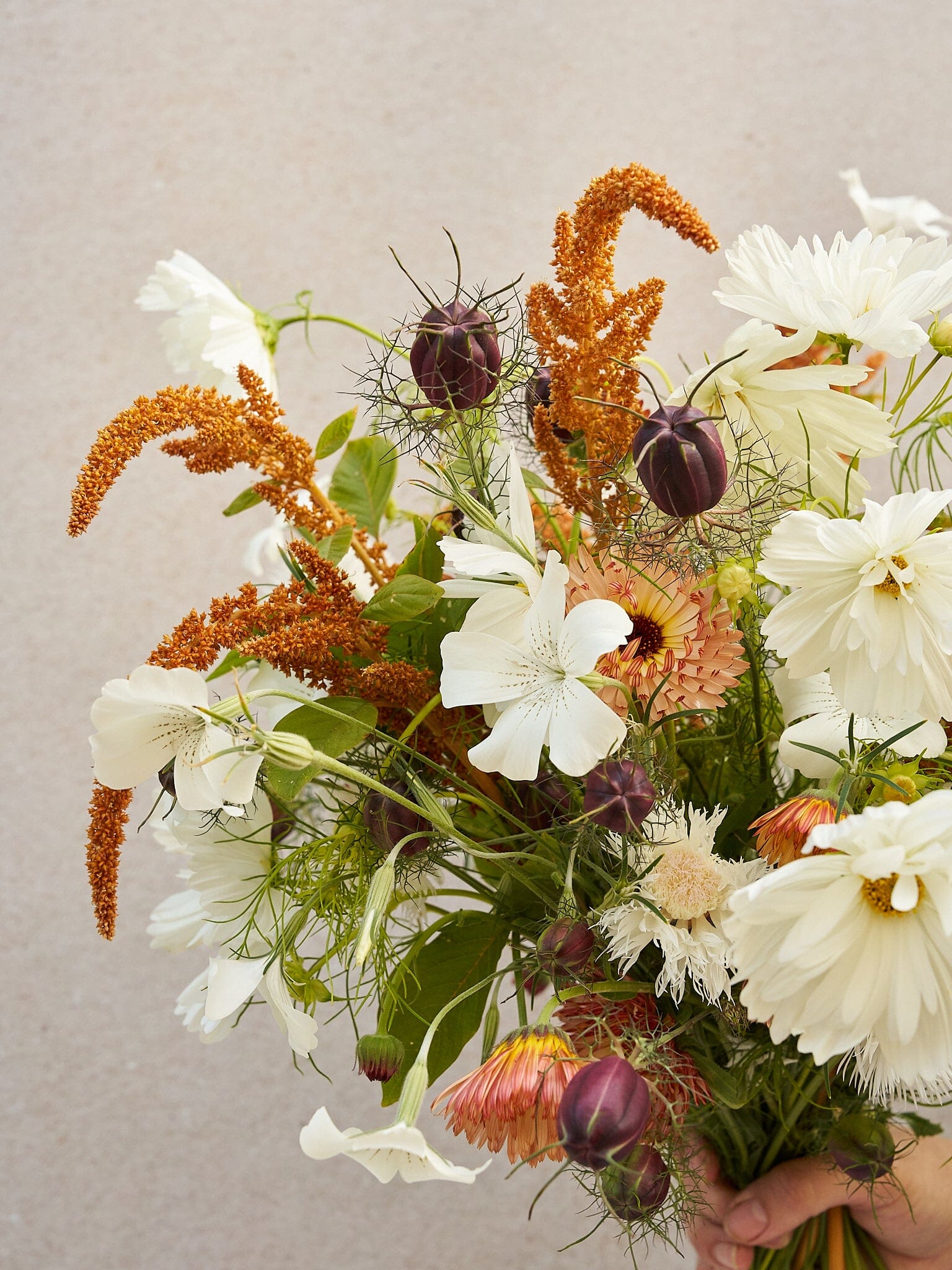 Buket 2024 'Saint Tropez' Seed