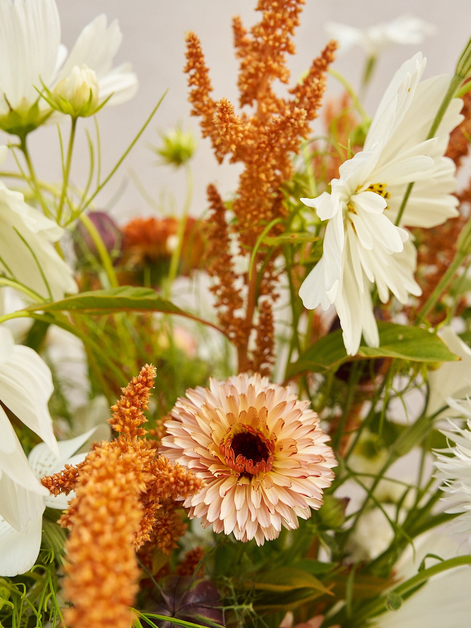 Buket 2024 'Saint Tropez' Seed