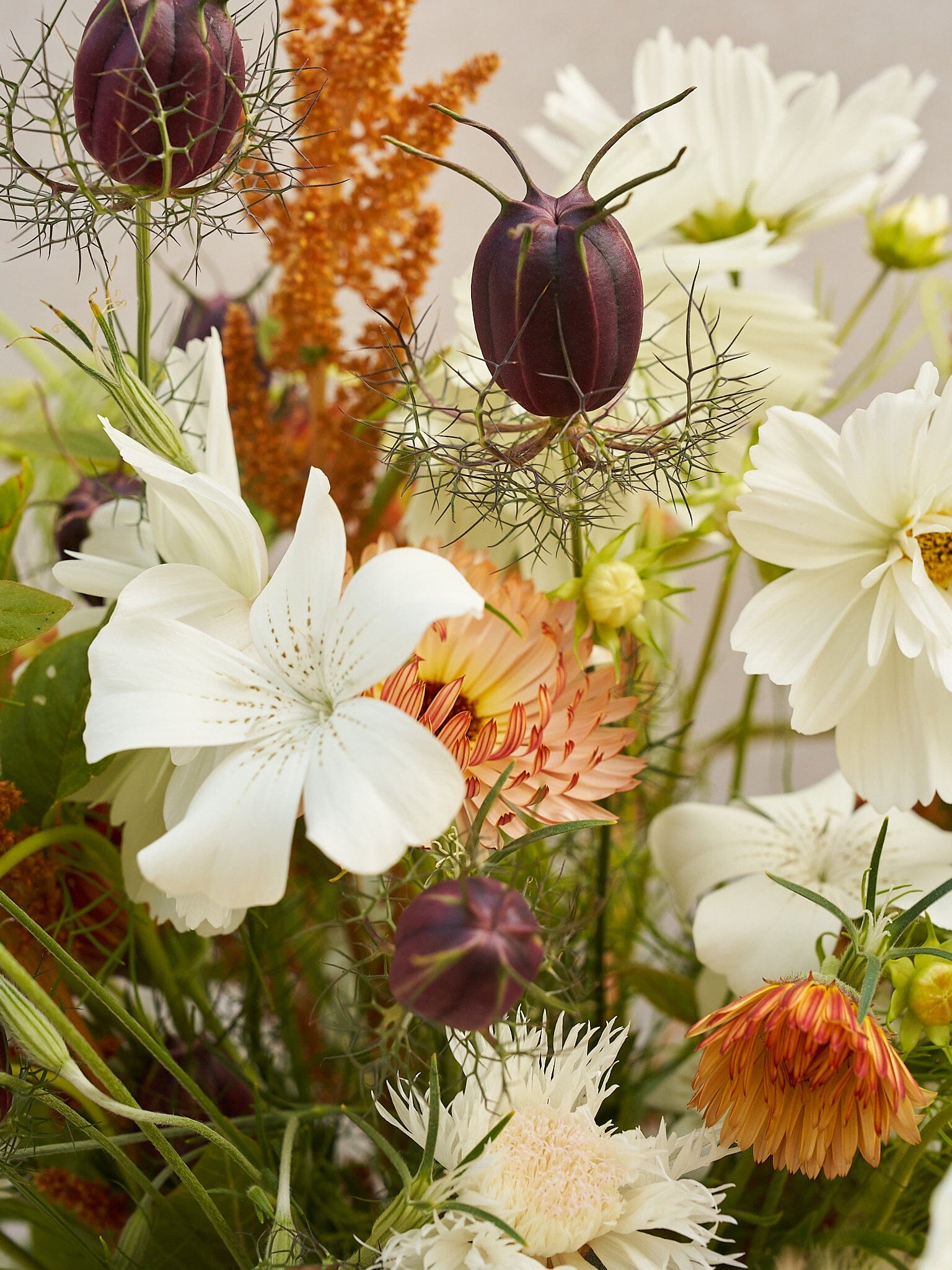 Buket 2024 'Saint Tropez' Seed