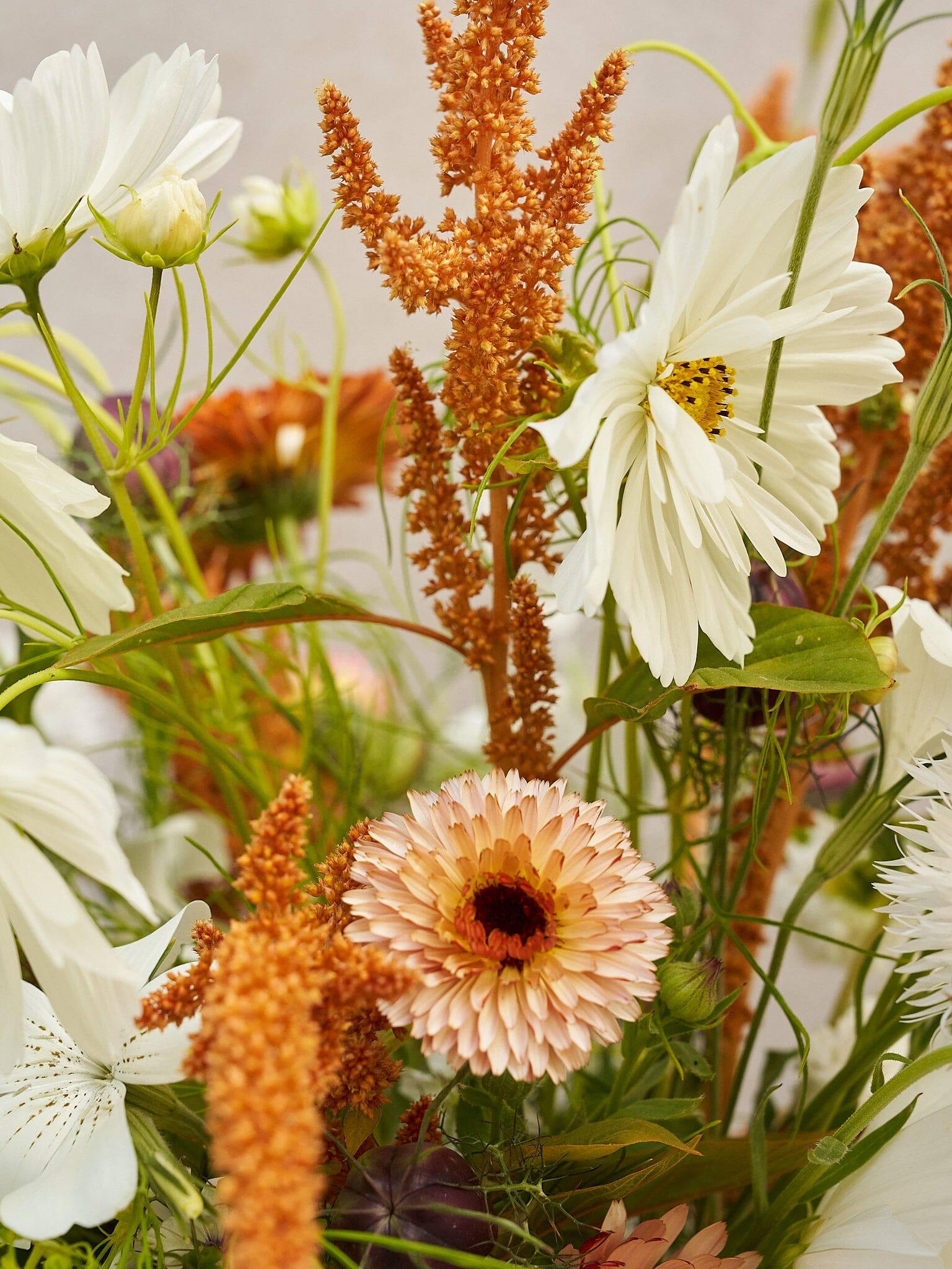 Buket 2024 'Saint Tropez' Seed