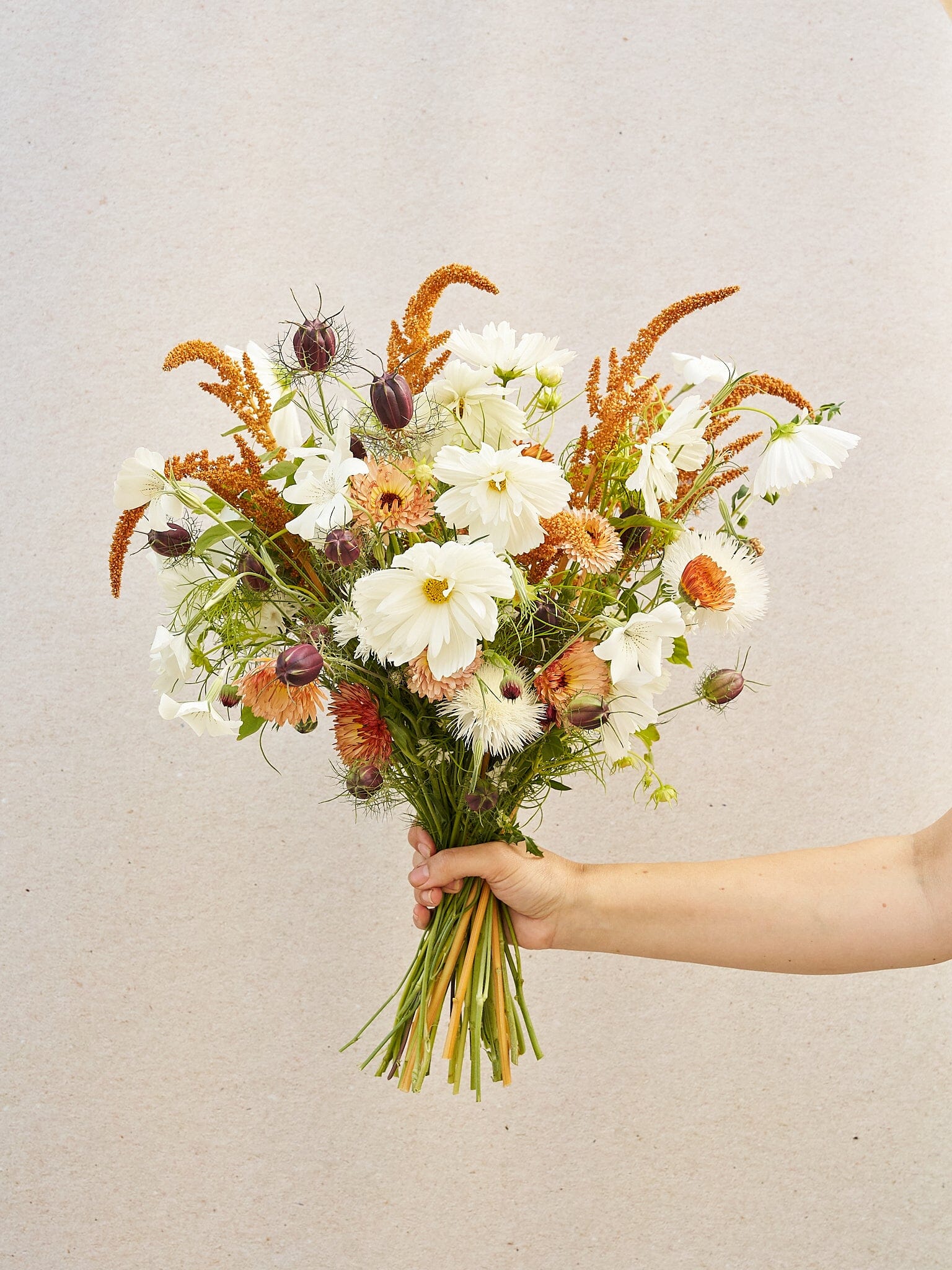 Buket 2024 'Saint Tropez' Seed