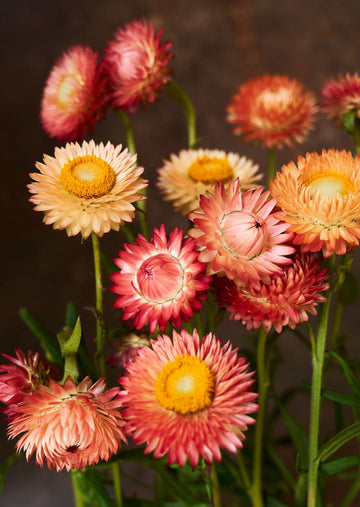 Evighedsblomst 'Apricot & Peach Mix' Seed