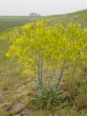 Farvevajd Seed