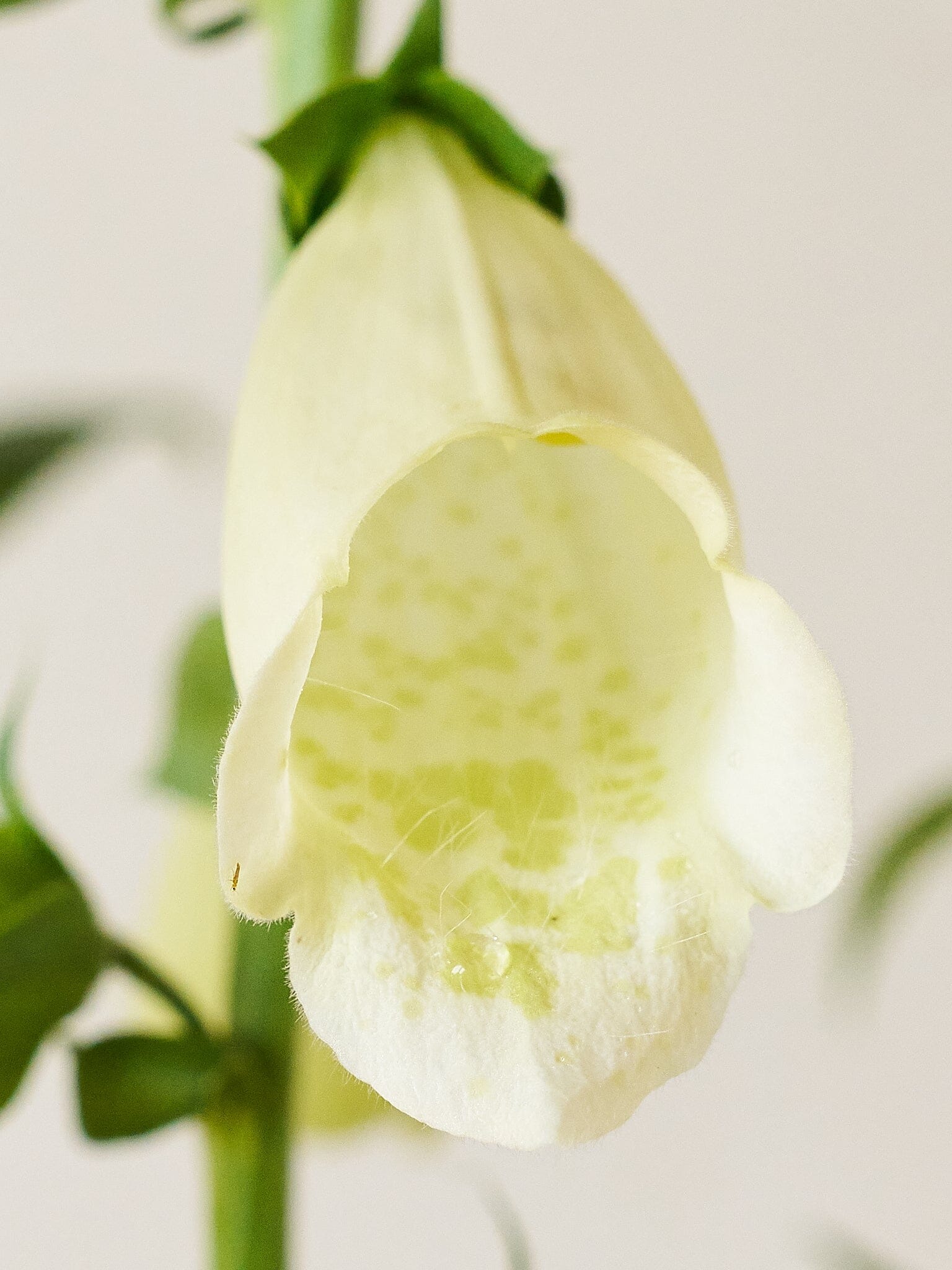 Fingerbøl 'Camelot White' Seed