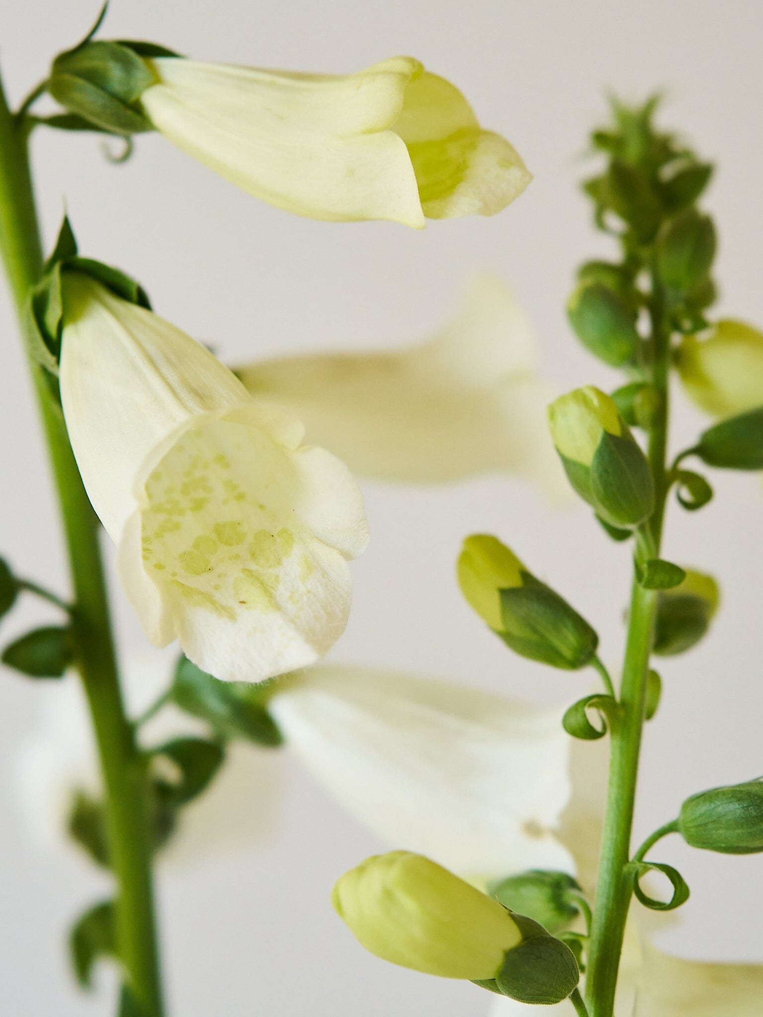 Fingerbøl 'Camelot White' Seed