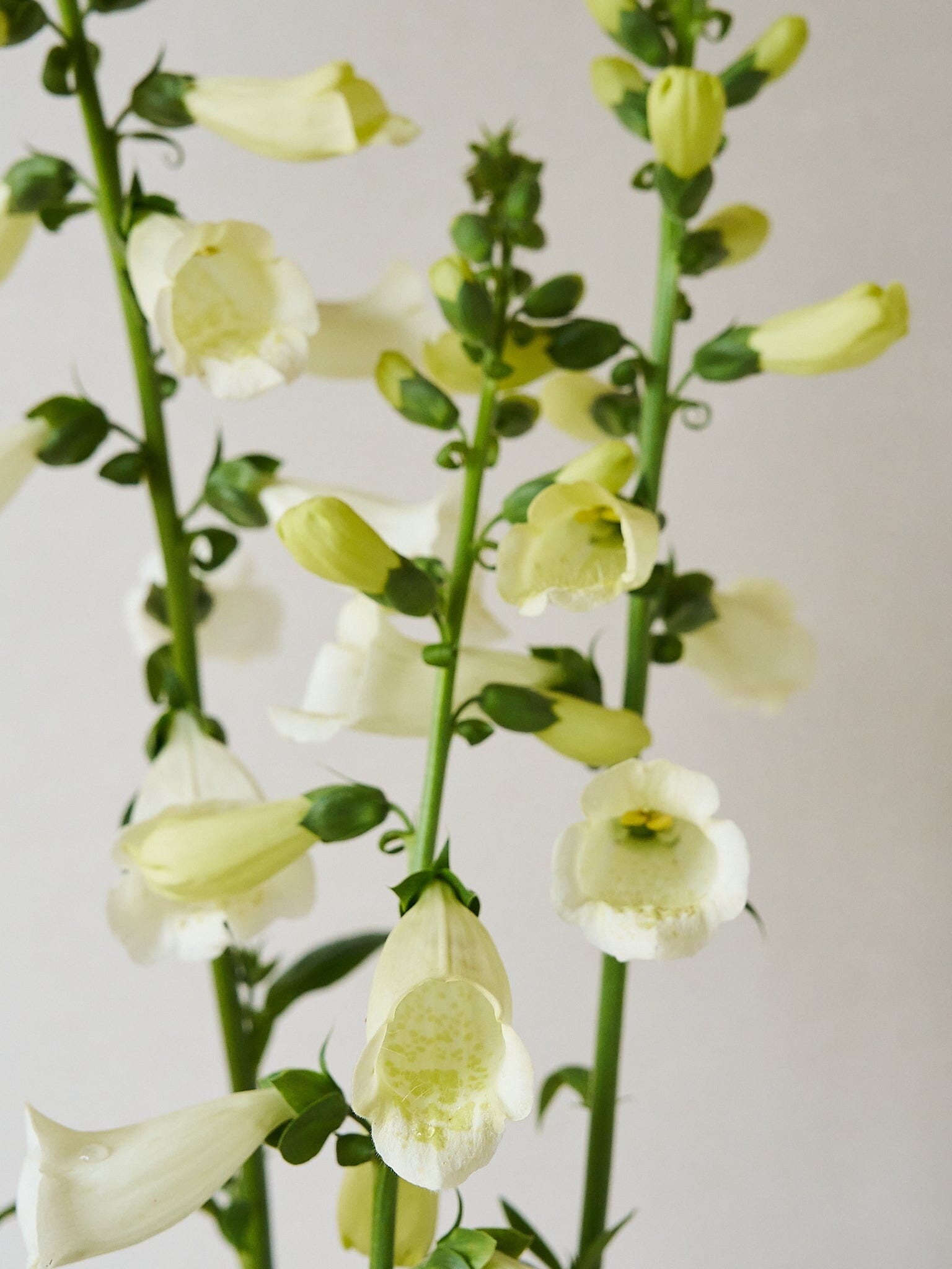Fingerbøl 'Camelot White' Seed