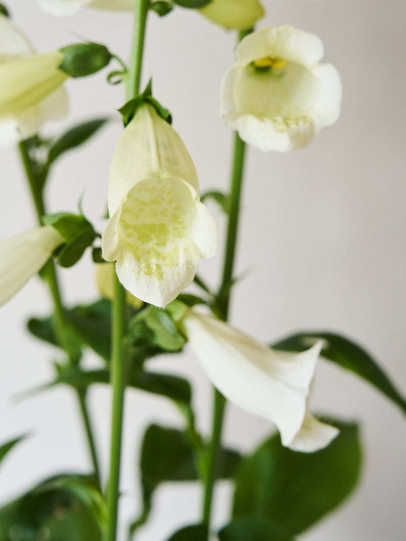 Fingerbøl 'Camelot White' Seed