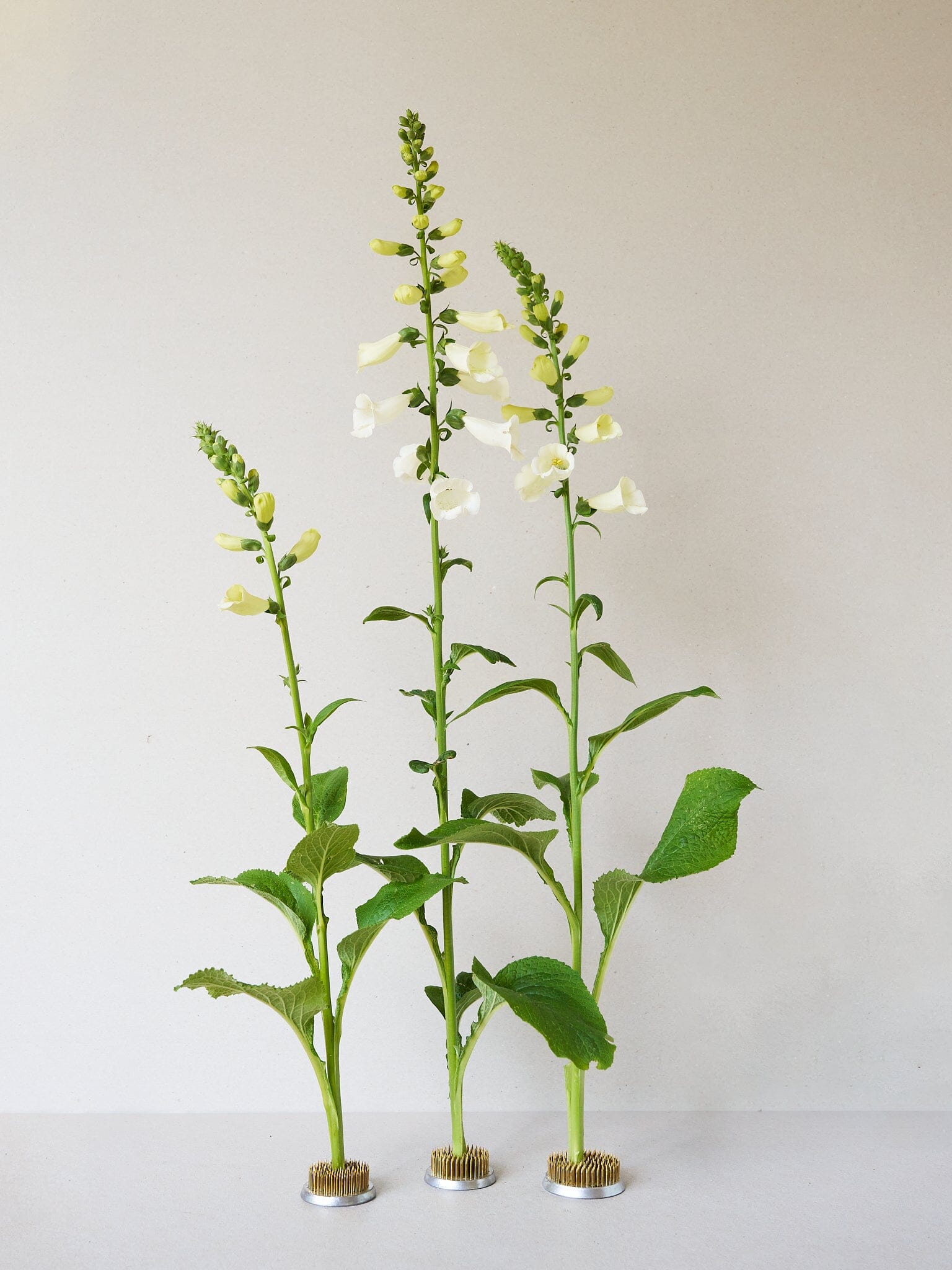 Fingerbøl 'Camelot White' Seed