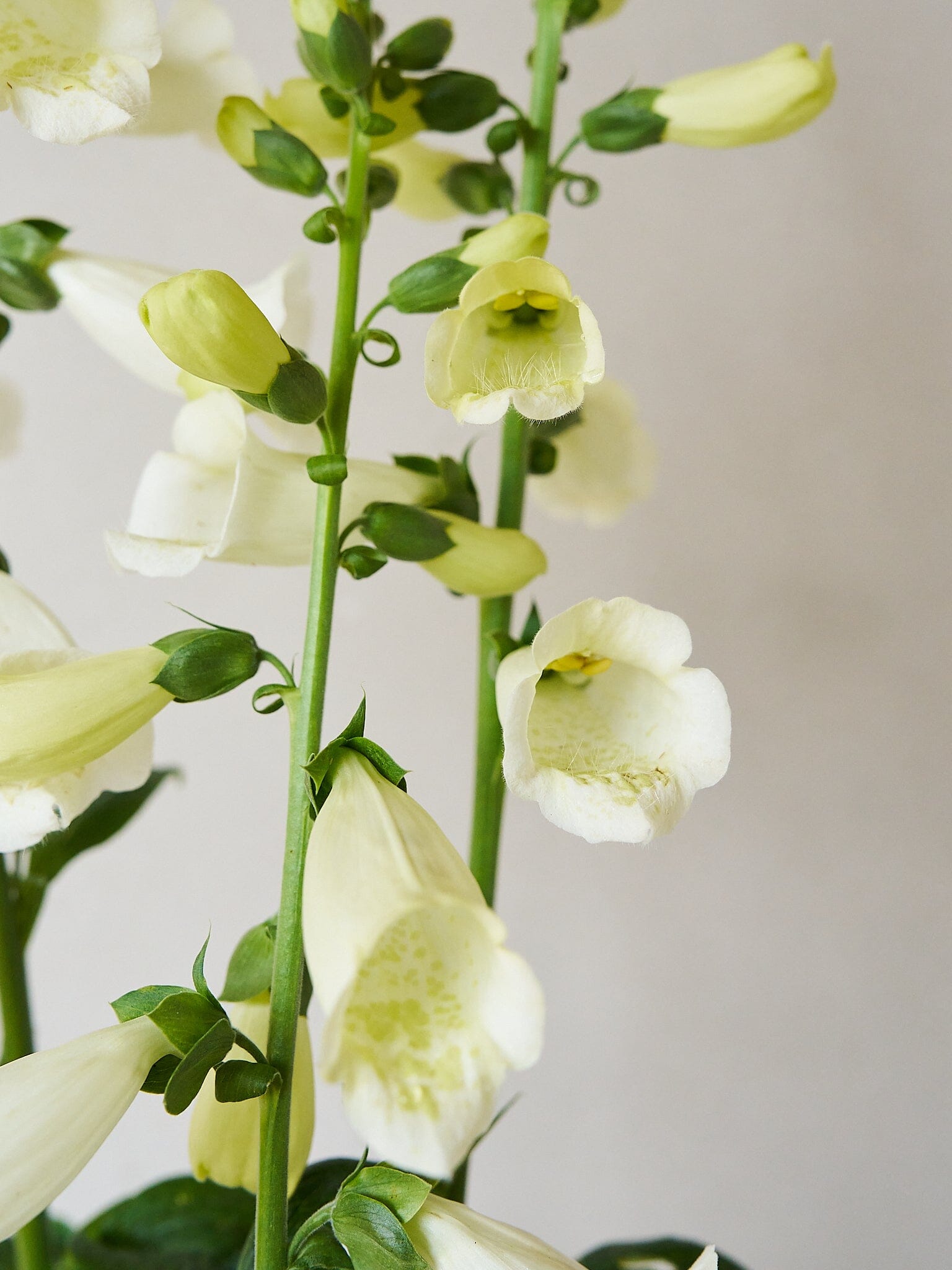 Fingerbøl 'Camelot White' Seed