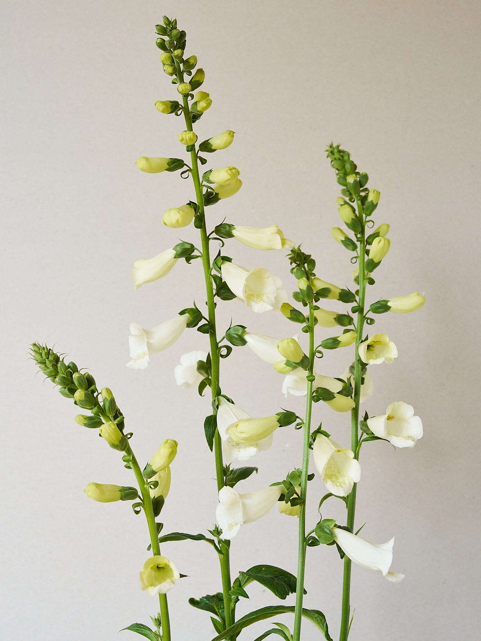 Fingerbøl 'Camelot White' Seed