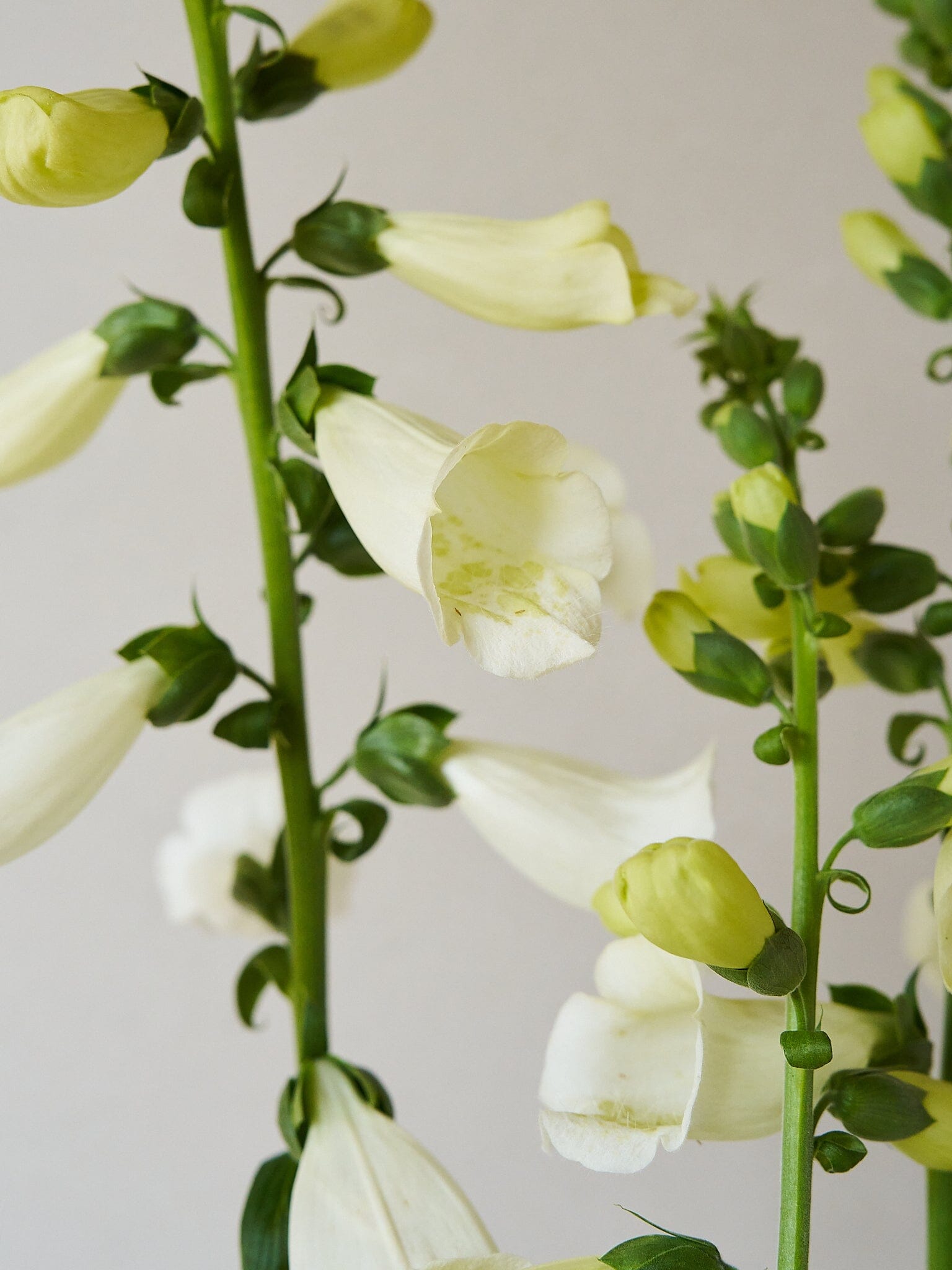 Fingerbøl 'Camelot White' Seed