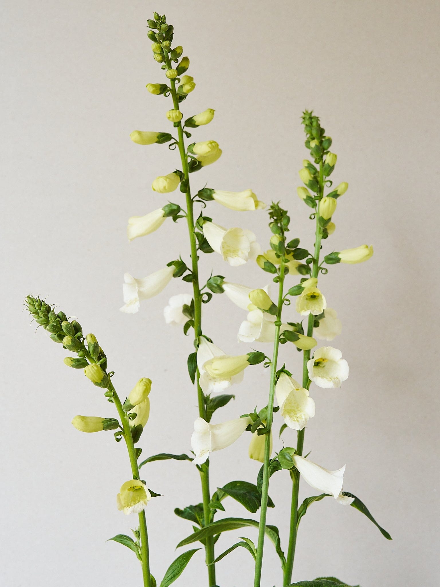 Fingerbøl 'Camelot White' Seed