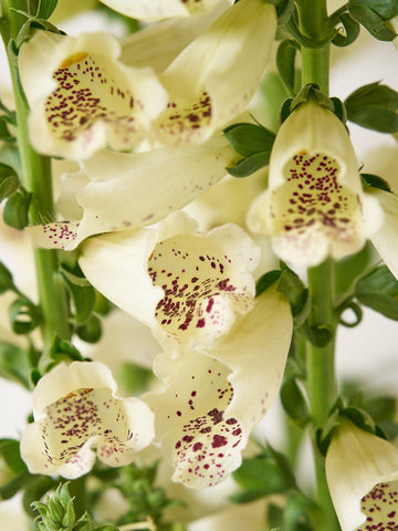 Fingerbøl 'Dalmatian Creme' Seed