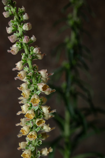 Fingerbøl 'Ferrugiana' Seed
