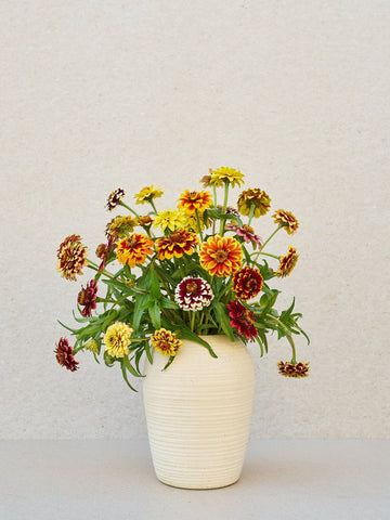 Frøkenhat 'Jazzy Mix' Seed