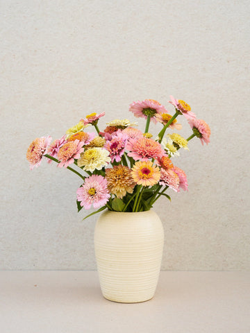 Frøkenhat 'Peaches & Cream' Seed