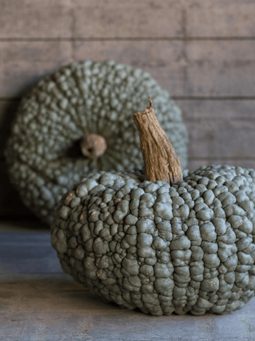 Græskar 'Buen Gusto' Seed