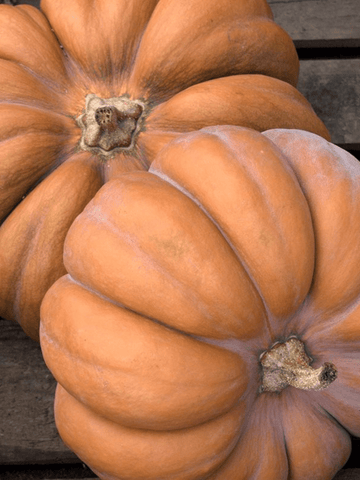 Græskar 'Muscat de Provence' Seed