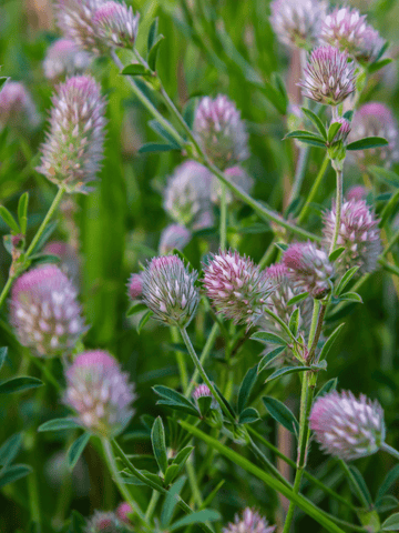 Harekløver Seed