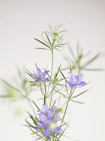 Jomfru i det grønne 'Blue Stars' Seed