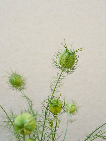 Jomfru i det grønne 'Green Pod' Seed