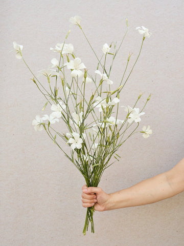 Klinte 'Alba' Seed