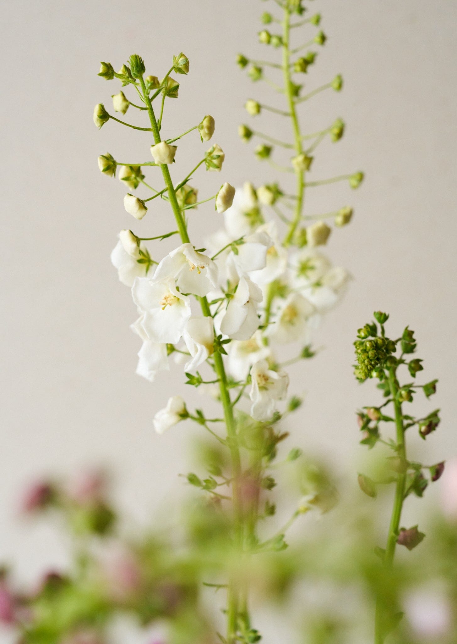 Kongelys 'Mix' Seed