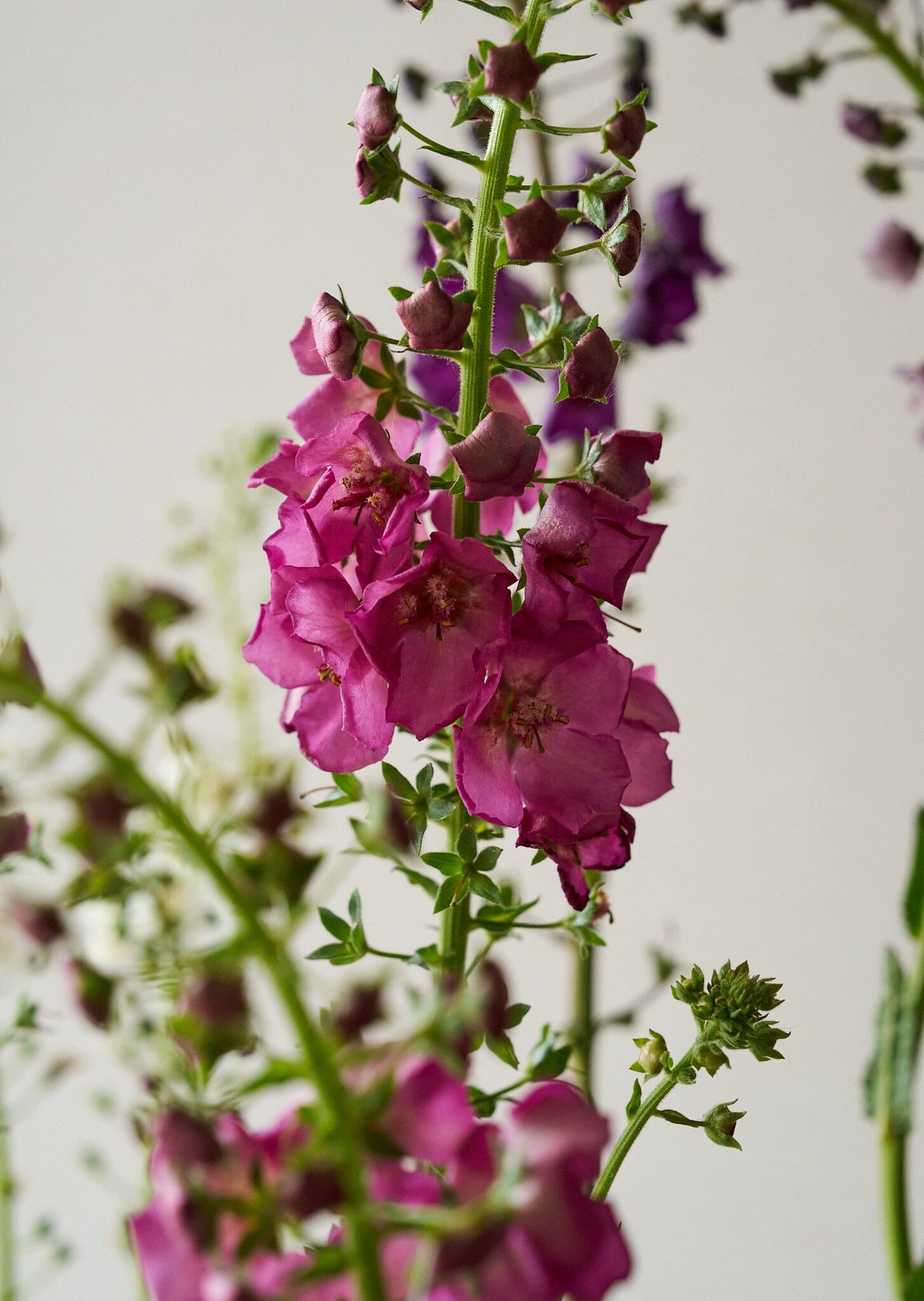 Kongelys 'Mix' Seed