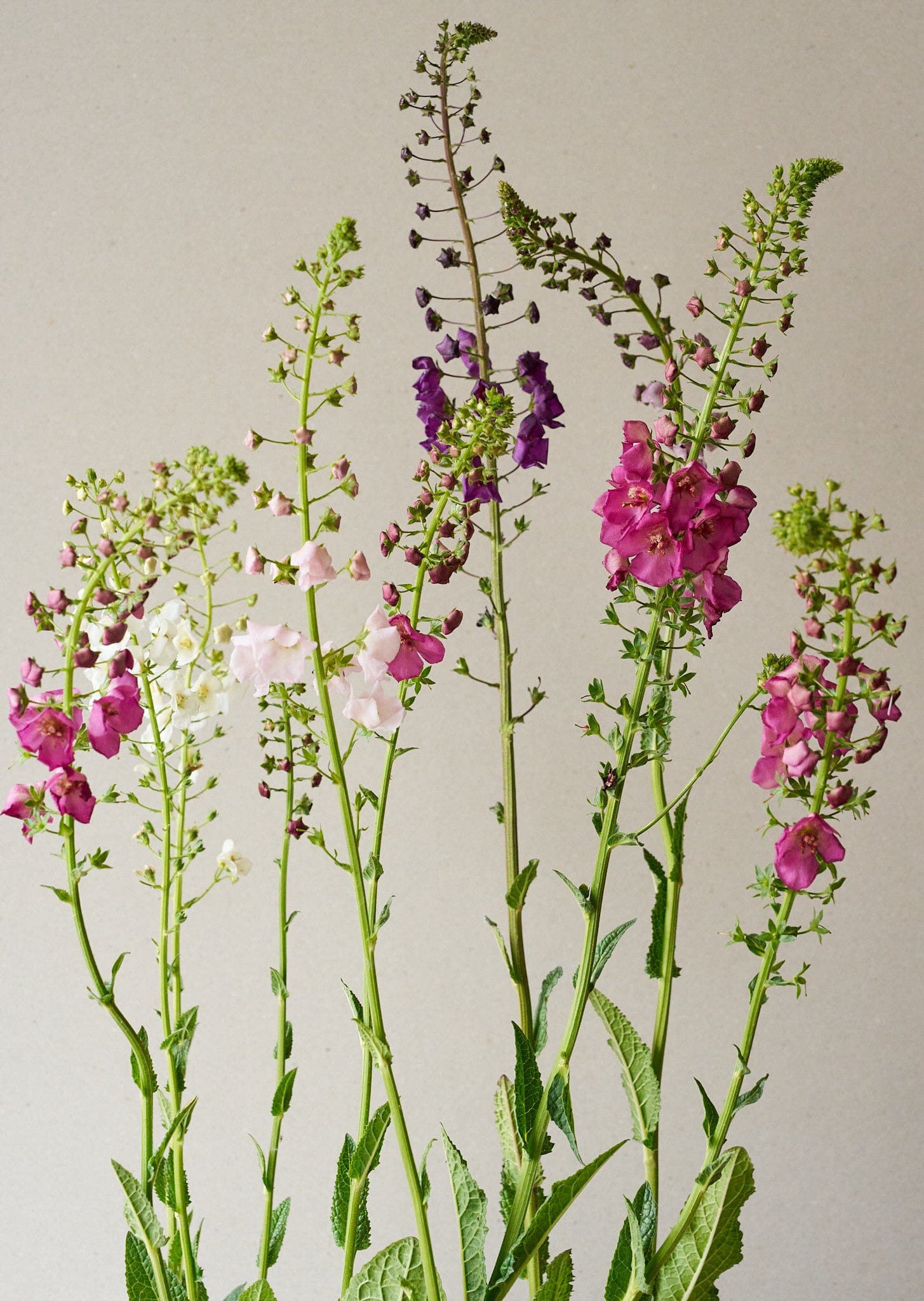 Kongelys 'Mix' Seed